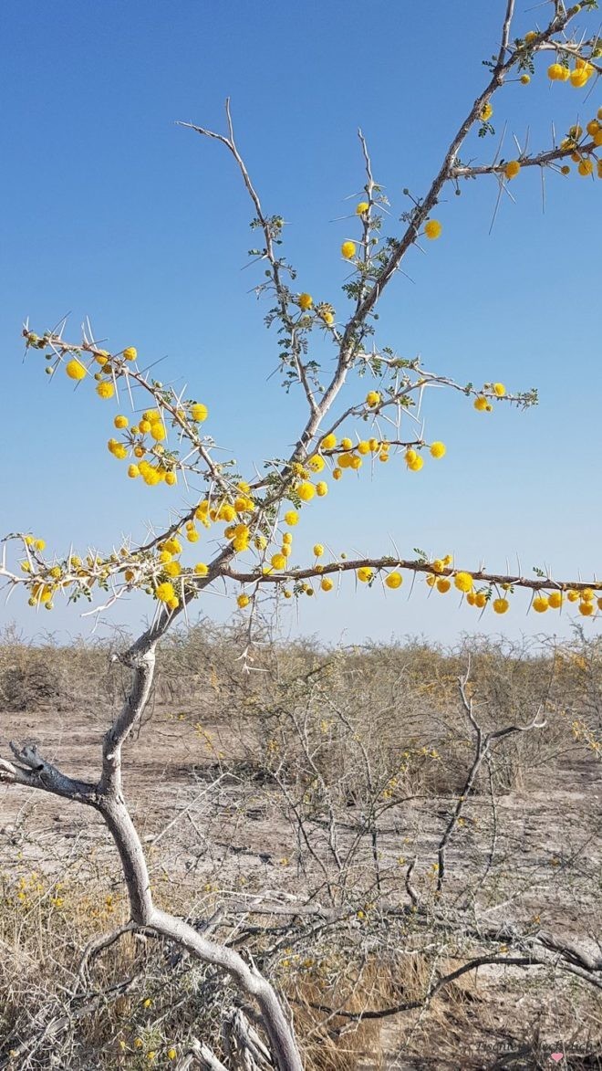 Etosha Nationalpark
