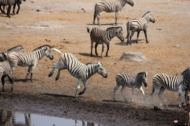 Zebras in Namibia