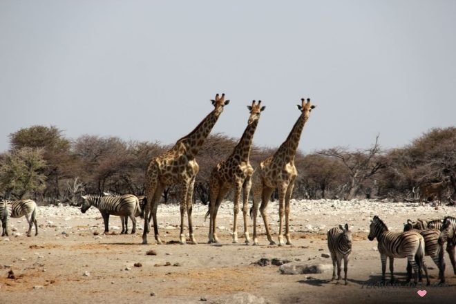 Wasserloch in Namibia