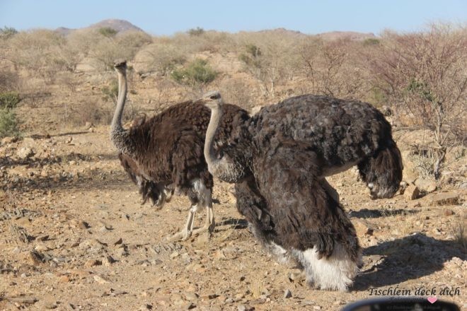 Strauße in Namibia