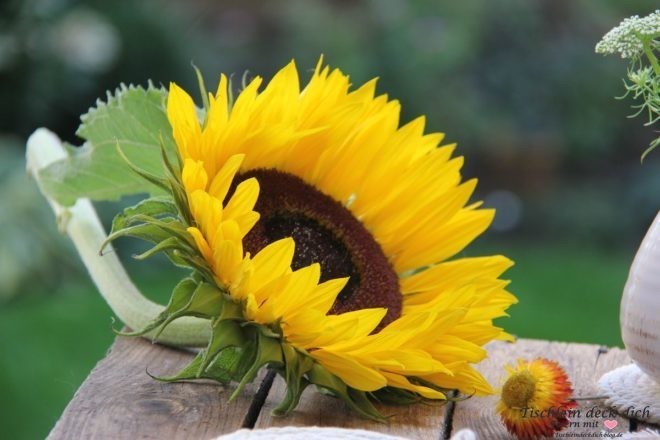 Sommer, Sonne, Sonneblume