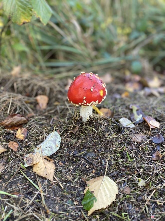 Ein Männlein steht im Walde...