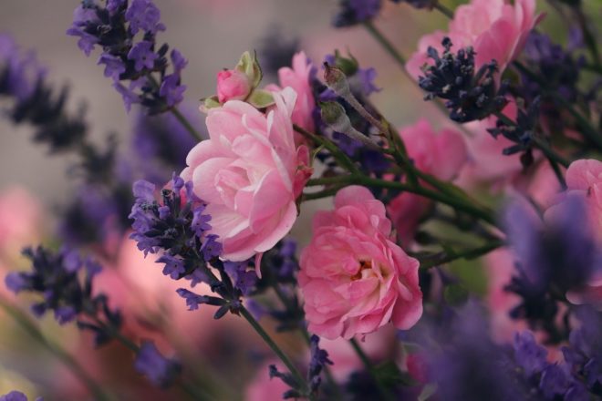 Lavendel und Rosen