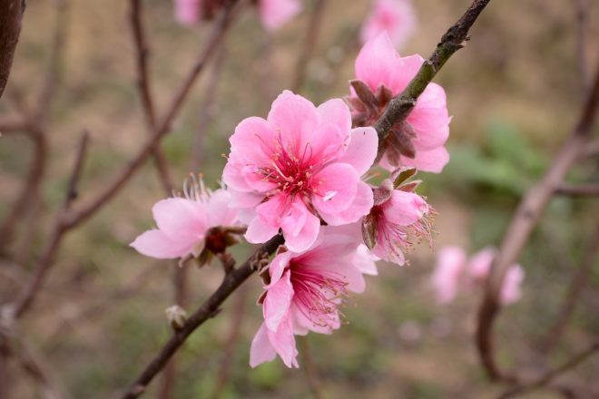 japanische Kirschblüte