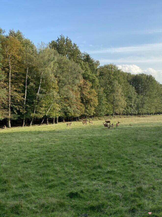 Rehe und Hirsche imWildpark bei Dülmen
