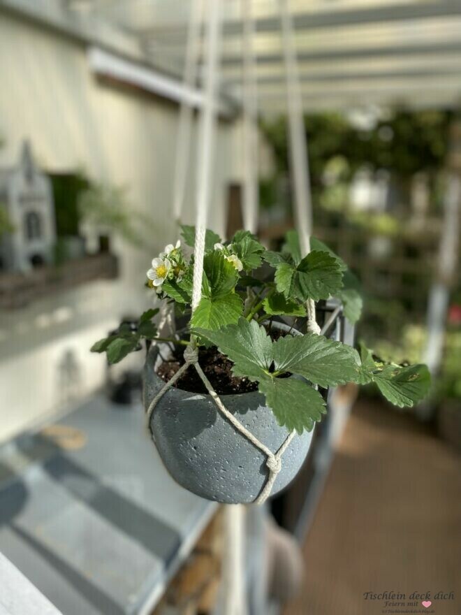 Erdbeeren auf der Terrasse