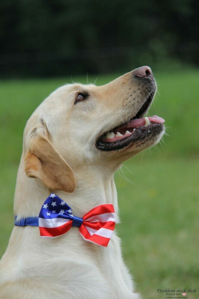 Labrador Hugo mit Schleife Stars and Stripes