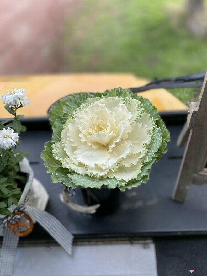 Zierkohl als Blumendekoration