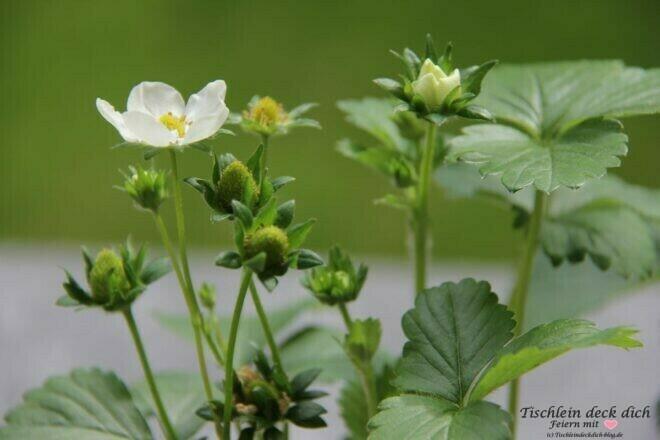 Erdbeeren dekorieren