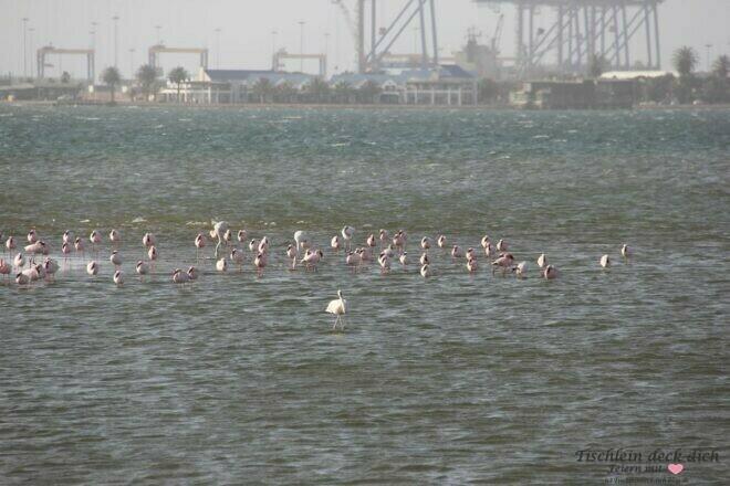 Flamingokolonie