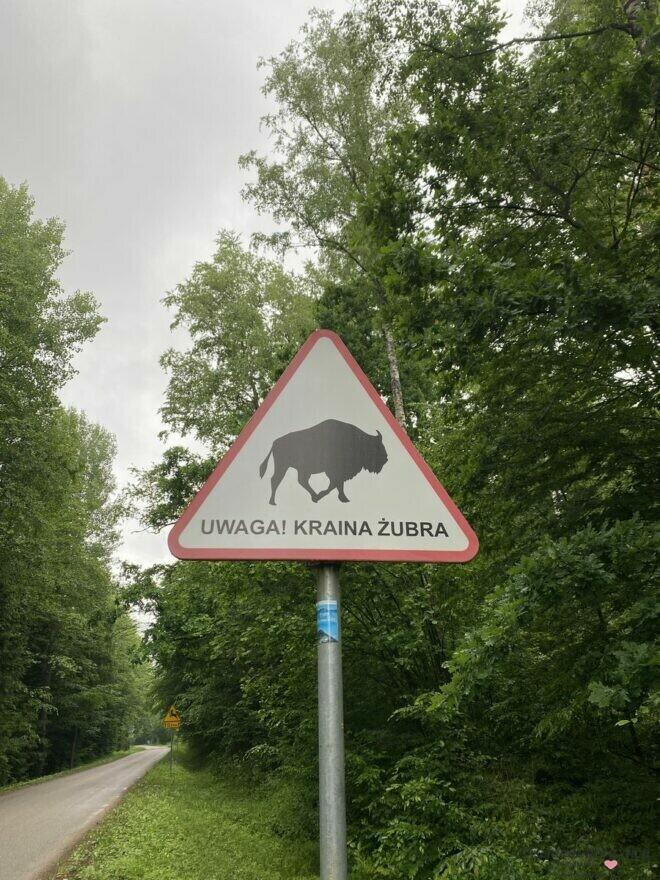 Achtung Wisente im Nationalpark Polen