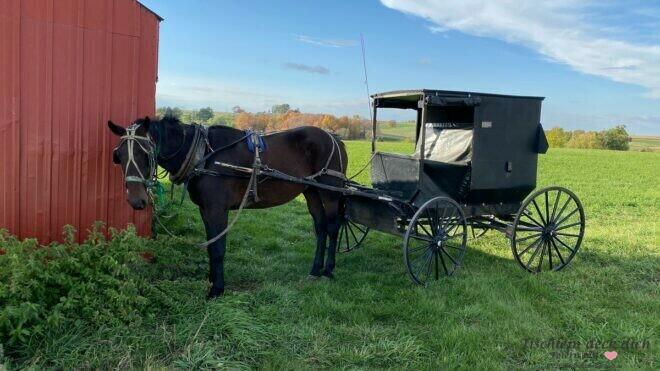 Amish Pferdekutsche