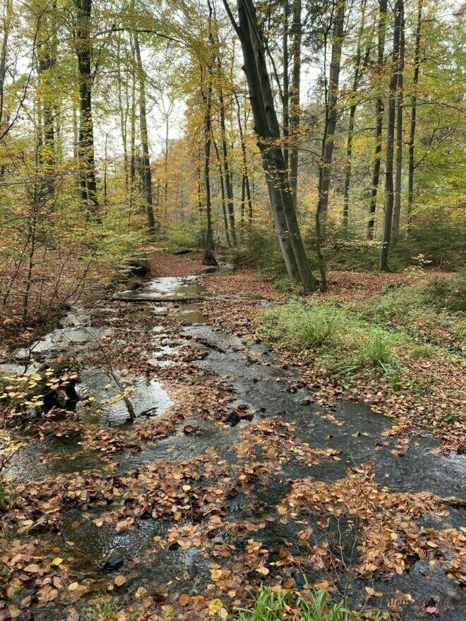 Wald im Velmerstot