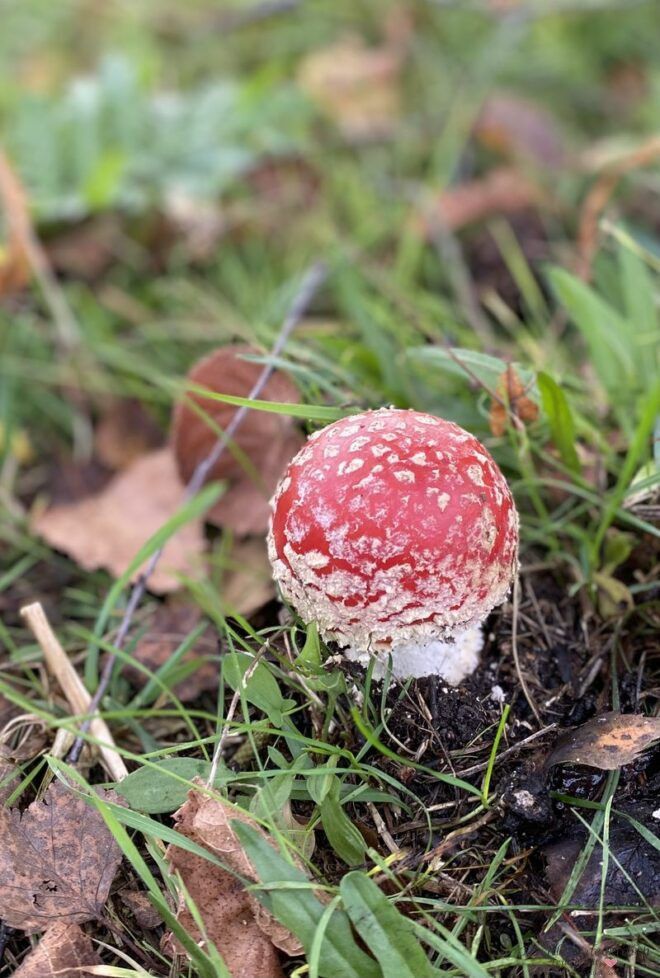Fliegenpilz im Moos