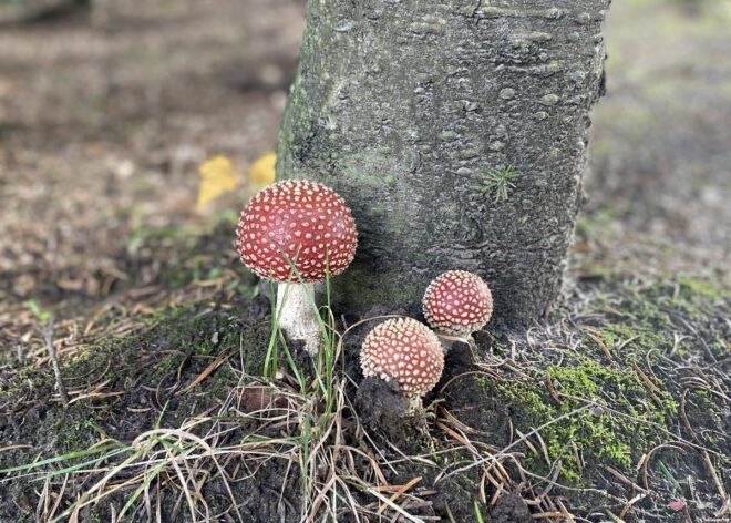 drei Fliegenpilze im Wald an einem Baumstamm