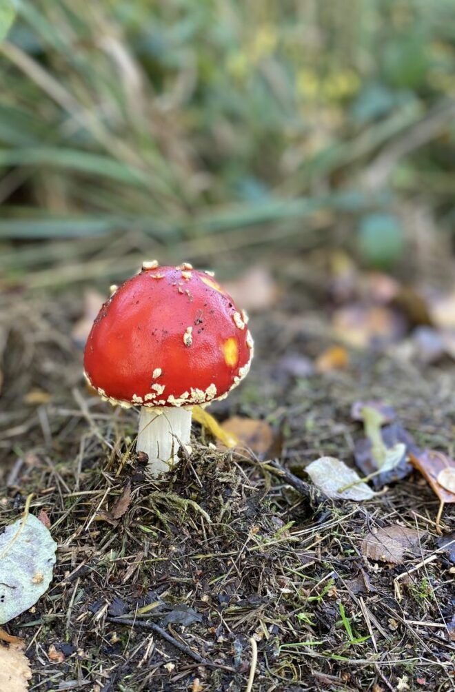 Fliegenpilz im Wald