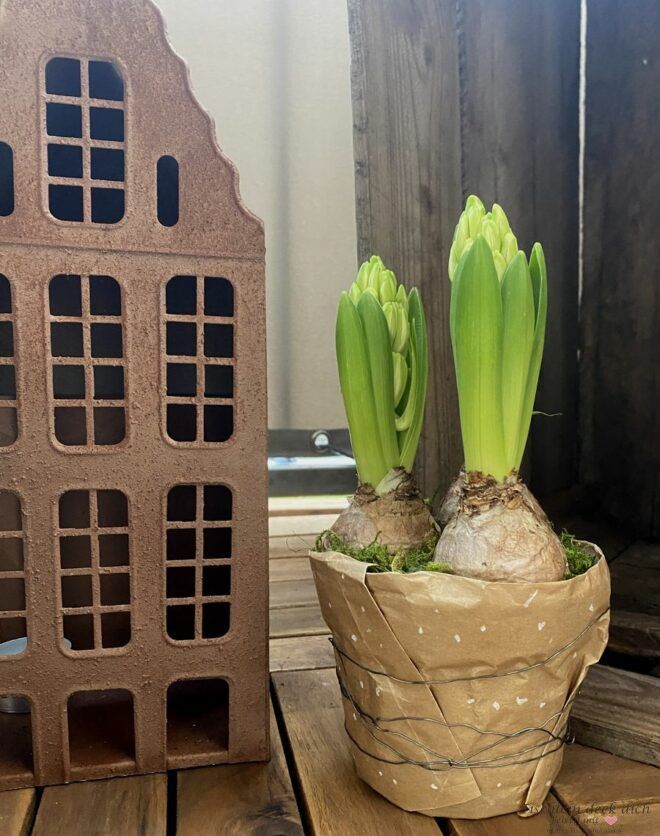 Frühlingsblüher Hyazinthe auf dem winterlichen Balkon