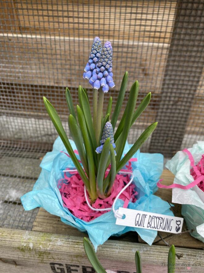Perlhyazinthe in bunten Töpfchen aus Butterbrotpapier