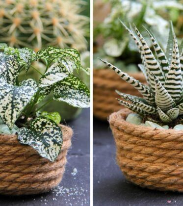 Sukkulente im Joghurtbecher Titelbild