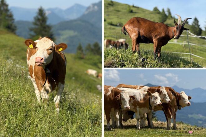 Tierwelt Bayern Kühe und Ziege