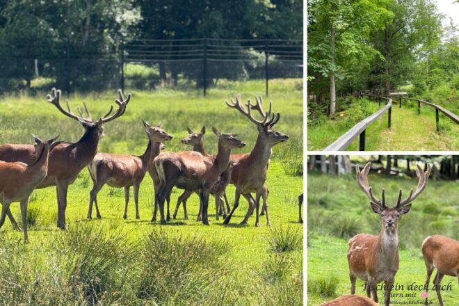 Hirsche und Rehe im Wildpark im Naturpark bayrischer Wald