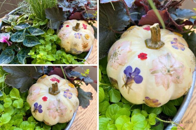weißer Baby Boos mit getrockneten Blüten beklebt